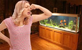 7 reasons why your fish tank smells