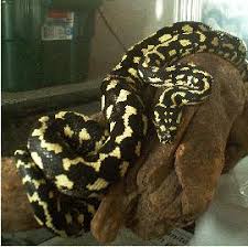 care of jungle carpet pythons