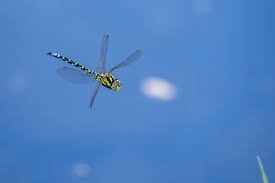 Image result for dragonflies in switzerland