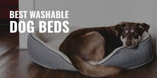 7 Best Washable Dog Beds Material