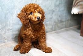 what to feed a toy poodle puppy