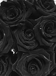 black rose women stock photos royalty