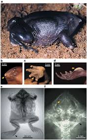 new frog family from india reveals an