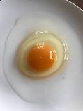 Image result for fertilized egg meaning