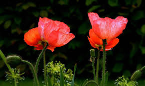 Start your poppy seeds six to eight weeks before the planting. Growing Poppies In Pots From Seed A Planting Guide Gardening Tips