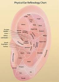 Ear Reflexology Charts Tips For Recognizing A Good