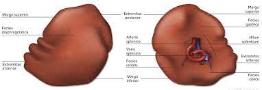 A large, highly vascular lymphoid organ, located in the human body to the left of the stomach below the diaphragm, that serves as a reservoir for. Spleen Anatomy Function And Splenomegaly Medical Library