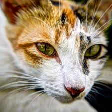 perfect cat eyes