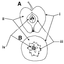 New users enjoy 60% off. A Longitudinal And B Transverse Sections Of An Apple Fruit Showing Download Scientific Diagram