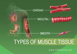 Muscle Tissue Types Learn Muscular Anatomy