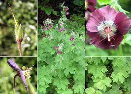 Geranium phaeum L. - Sistema informativo sulla flora delle Alpi ...