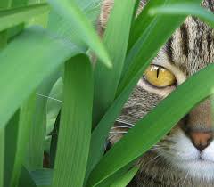 Tips Keep Cats From Eating Plants And