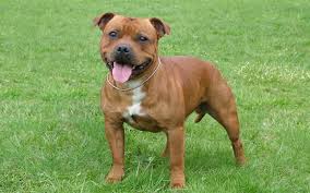 Browse thru our id verified puppy for sale listings to find your perfect puppy in your area. Staffordshire Bull Terrier South Africa Staffordshire Bull Terrier Breed Dog Breeders Gallery