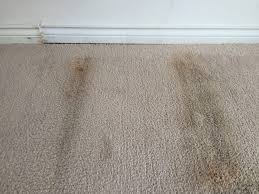 common cause of carpet mould carpet