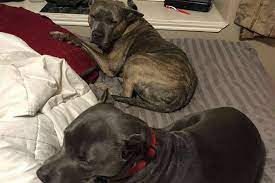 Ellabelle e Ladybug, i due cani che hanno salvato il proprietario durante una rapina