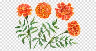 Healing herbs drawing on craft paper. Floral Design Clipart Marigold Flower Drawing Transparent Clip Art