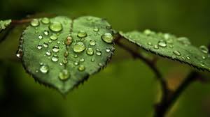 Best of rain quotes for rain lovers. Beautiful Rain Drops Wallpapers With Quotes Wallpaper Cave