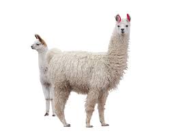 llama definition and meaning collins
