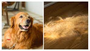 tired of cleaning up dog hair these 15