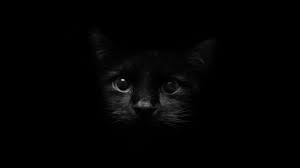 Black Cat Images Cat Wallpaper