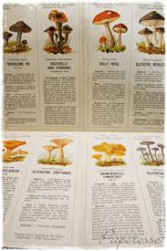 Paperesse Mushroom Hunting Chart And How To Say Happy Fall