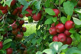 Visit Baughers Pick Your Own Orchard Located At 1236