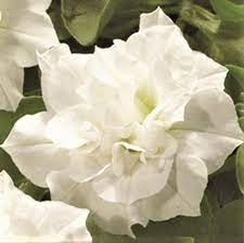 Maybe you would like to learn more about one of these? Double Petunia Double Wave White Great For Container Gardening Hanging Baskets Window Boxes