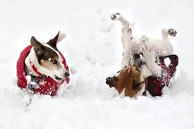 How to keep pet dogs happy and healthy in the winter | Globalnews.ca