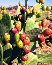 Cactus fruit is very popular... - Living in Jordan as Expat | Facebook