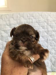 Why buy a shih tzu puppy for sale if you can adopt and save a life? Shih Tzu Puppies For Sale East Falmouth Ma 355424