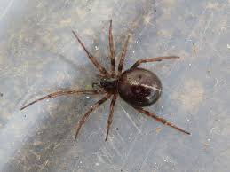 False widow spiders look very similar to black widow ones (hence the name). False Widow Spiders Are Swarming Uk Amid Coronavirus Lockdown As Temperatures Soar Birmingham Live