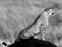 69 black cheetah background
