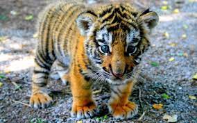 adorable baby tiger cub glossy poster