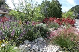 Best Drought Tolerant Trees Southern