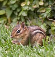 how to stop squirrels and chipmunks
