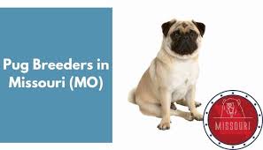 Use the search tool below and browse adoptable pugs! 11 Pug Breeders In Missouri Mo Pug Puppies For Sale Animalfate