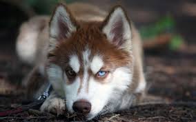 husky desktop wallpapers top free