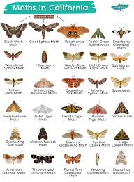 types of moths in california