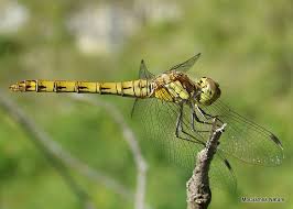 On Line Guide To The Dragonflies And Damselflies Of Britain
