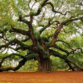live oak tree characteristics