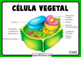 la célula vegetal estructura partes y