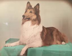 Find indiana, pennsylvania animal shelters, puppy dog and cat shelters, pet adoption centers, dog pounds, and humane societies. Home Tri State Collie Rescue