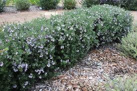 5 best plants for creating a hedge. Natives For Hedges