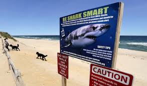 3 shark sightings reported in maine
