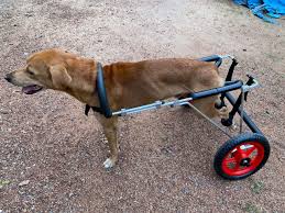 dog wheel cart custom made unique