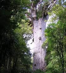 Truly amazed at the big tree! Top 10 Largest Trees Of The Planet By Volume