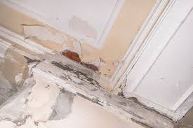 Best Mold Resistant Paint Finding The