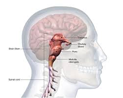 Rdzeń kręgowy stanowi część ośrodkowego układu nerwowego umiejscowionego w kanale kręgowym i służy przede wszystkim do szybkiego komunikowania się mózgu z resztą ciała. Rdzen Przedluzony Budowa I Funkcje Poradnikzdrowie Pl