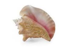 Why do people eat conch?