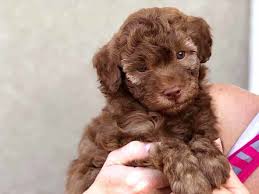 labradoodle puppy hd wallpapers pxfuel